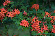 Good Red Plumleaf (R. prunifolium)