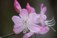 R. vaseyi (Pinkshell Azalea)