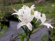 R. viscosum (Swamp Azalea)