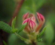 Load image into Gallery viewer, Razzberry (R. flammeum x R. Periclymenoides)
