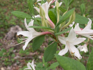 Pink Alabama Azalea (R. alabamense)