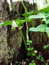 Load image into Gallery viewer, Southern Nodding Trillium (T. rugelii)
