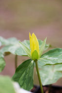 Yellow Trillium (T. luteum)