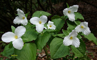 Great White Trillium (T. grandiflorum)