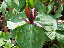 Load image into Gallery viewer, Sweet Betsy Trillium (T. cuneatum)
