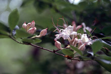 Load image into Gallery viewer, R. eastmanii (May White Azalea)
