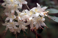 R. eastmanii (May White Azalea)