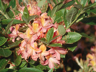 Pink Ember (R.bakeri x R. viscosum) x R. arborescens)
