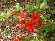Red Speciosum (R. flammeum)